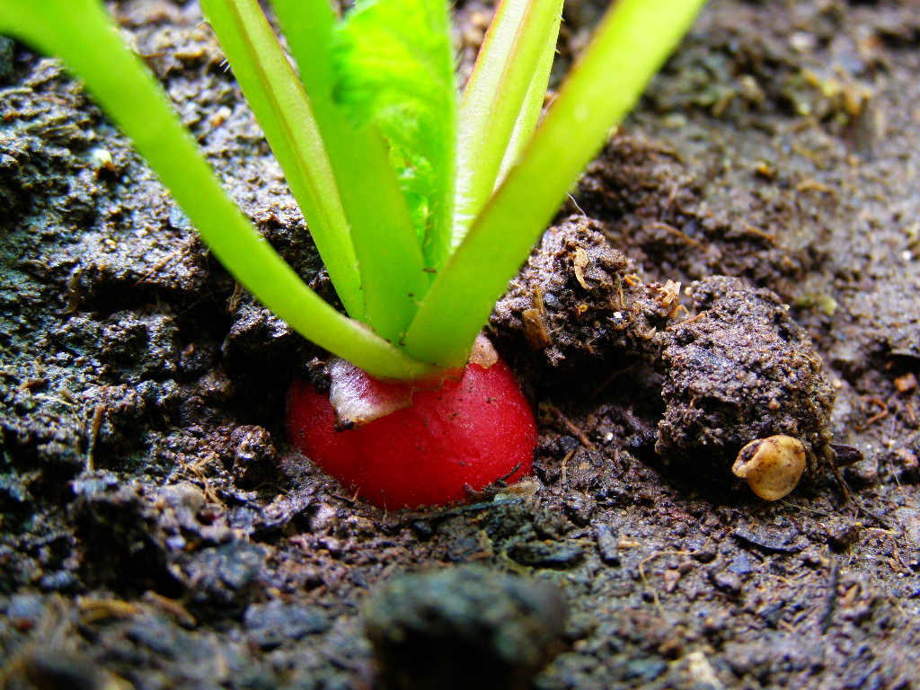 href="/item/萝卜属">萝卜属 /a>二年或一年生草本植物,高20