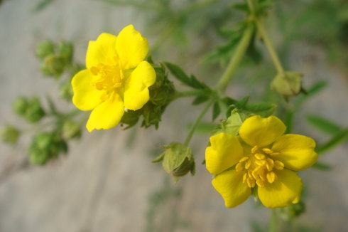 掌叶多裂委陵菜