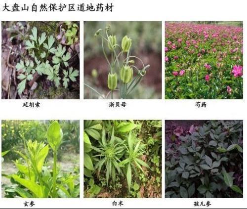 道地药材（中医药术语）_百度百科