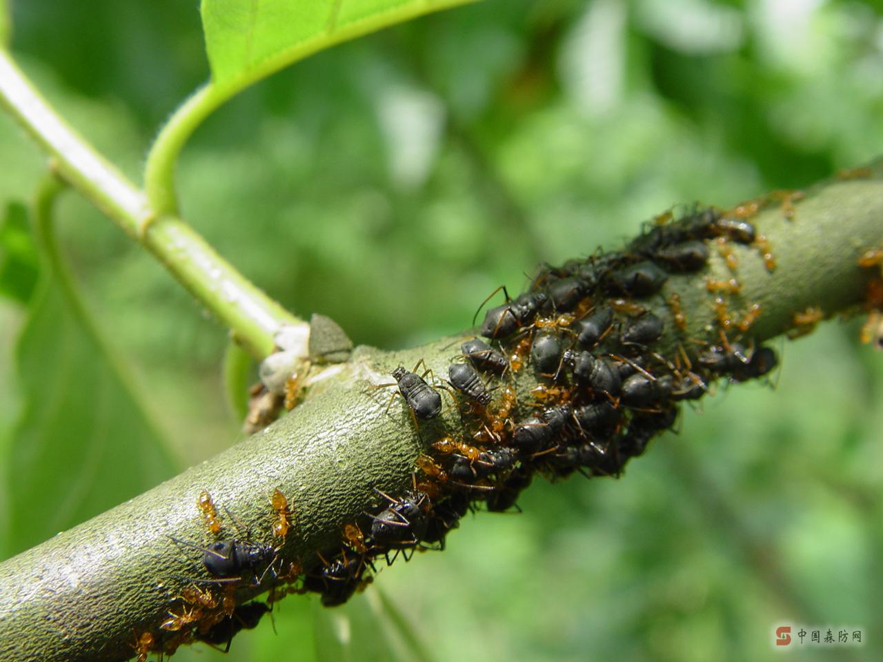  p>昆虫名,为 a target="_blank" href="/item/同翅目/4068751" data