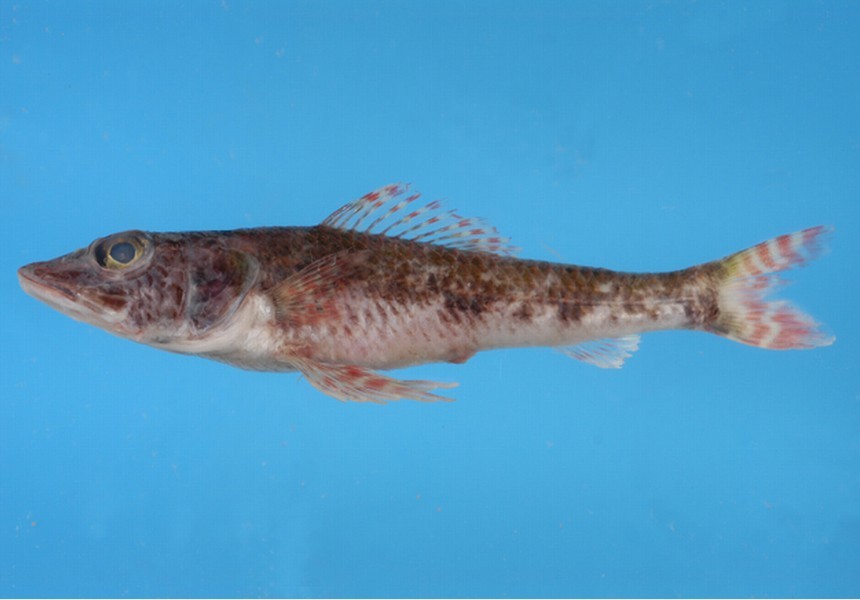  p>仙女鱼,动物,属仙女鱼目,分布在印度-太平洋热带海域,包括台湾南部