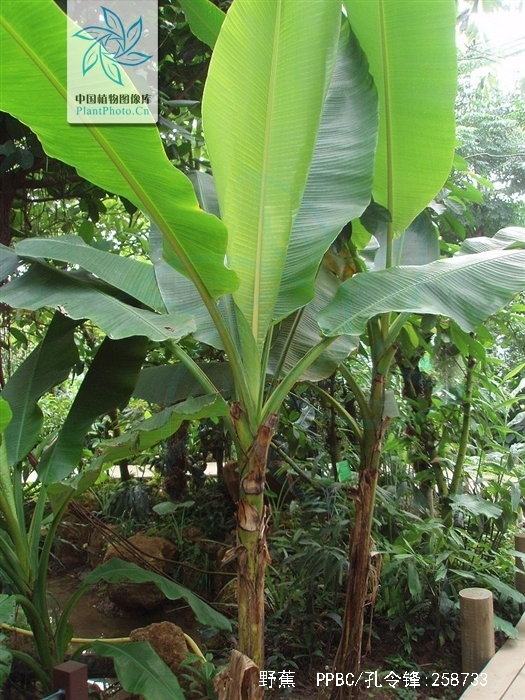  p>野蕉(学名: i>musa balbisiana  /i>colla)是芭蕉科,芭蕉属 多年生