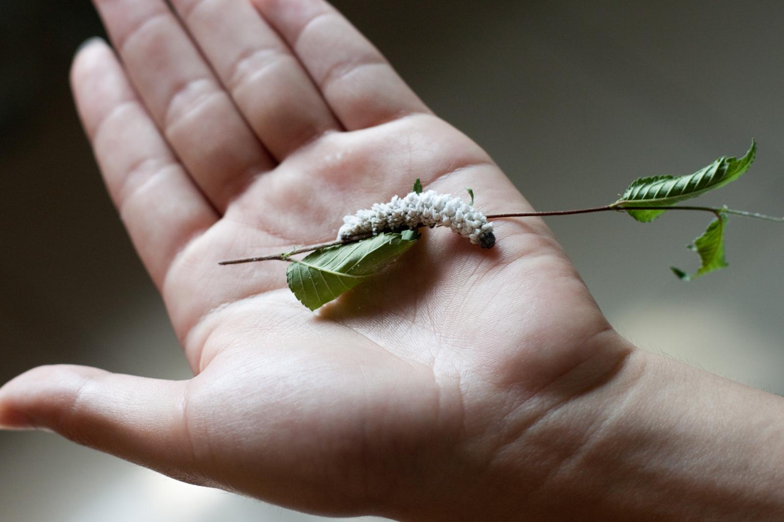  p>昆虫名,为鳞翅目, a href="#" data-lemmaid="248023">凤蛾科 /a>.