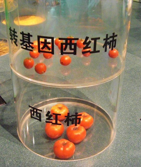  p>转基因植物(genetically modified plants)是拥有来自其他物种基因