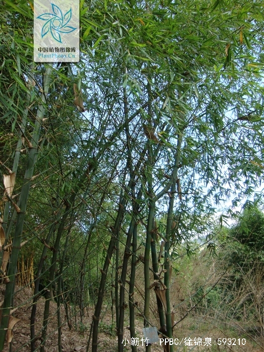  p data-id="gnb407aawi">小簕竹( i>bambusa