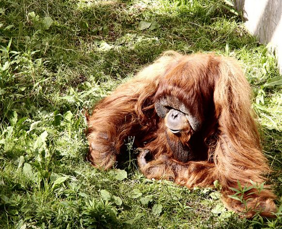  i>pongo abelii /i>):是 a target="_blank" href="/item/苏门答腊岛