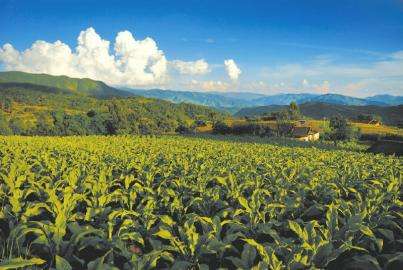 凉山清甜香烤烟