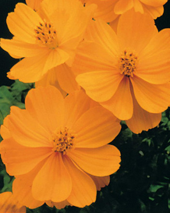 金黄波斯菊Gold Cosmos