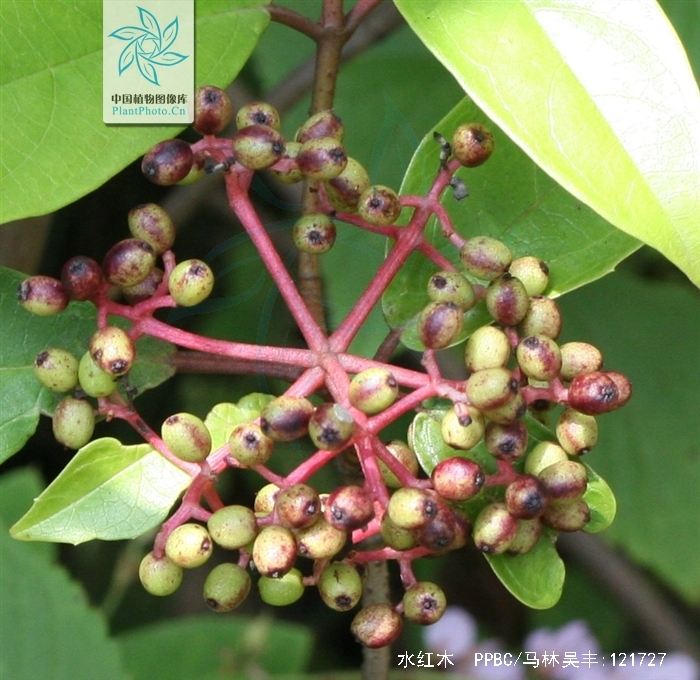  p>水红木(学名: i>viburnum cylindricum /i> buch. -ham. ex d.