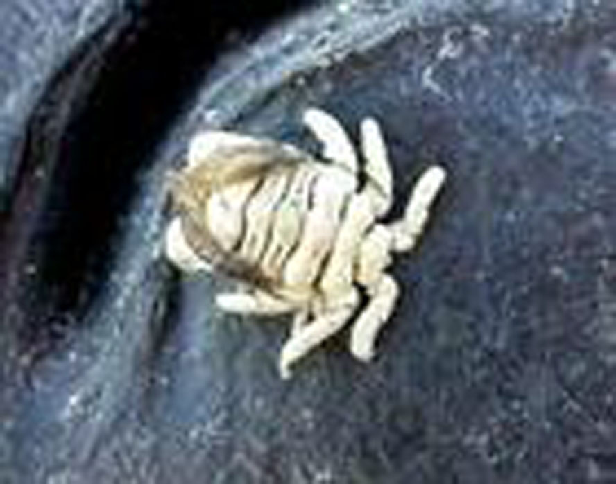  p>鲸虱(学名cyamidae)是 a href="#">节肢动物 /a>门软甲纲的海洋 a