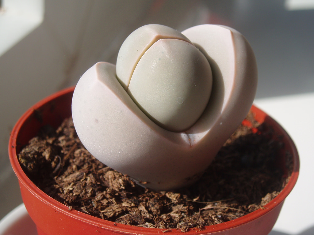  p>春桃玉属(学名: i>dinteranthus /i> schwantes)是 a href="#"