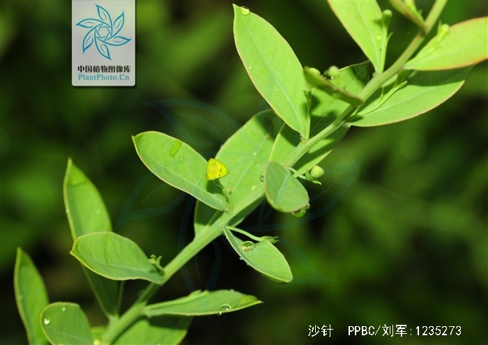  p>沙针(学名: i>osyris /i>  i>lanceolata /i> hochst.