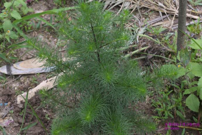 是菊科,蒿属多年生 a href="#" data-lemmaid="541696">草本 /a>唤