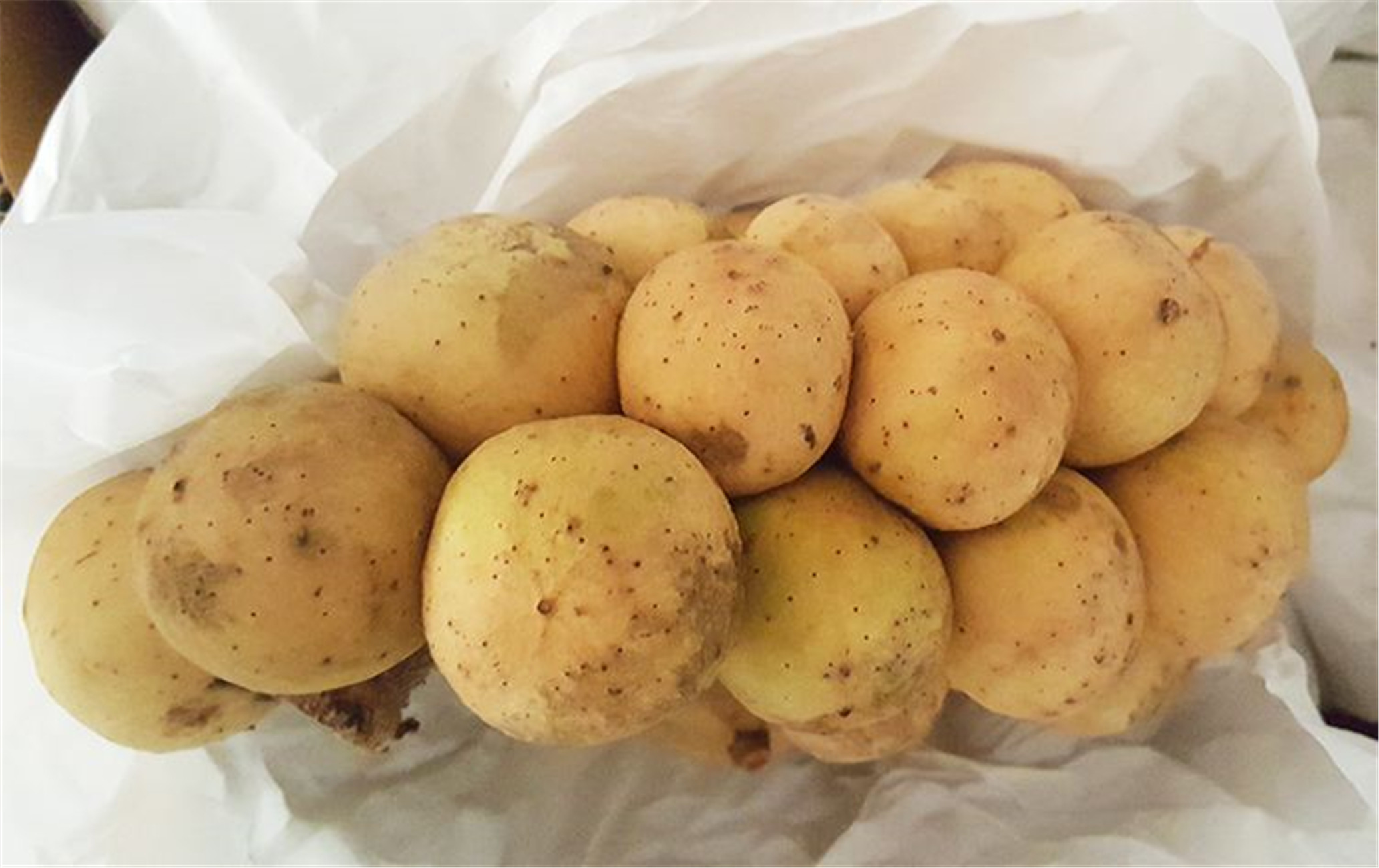  p data-id="gnwq8hq8ix">又名"杜古",兰桑内,龙宫果,香果,佛头果,一