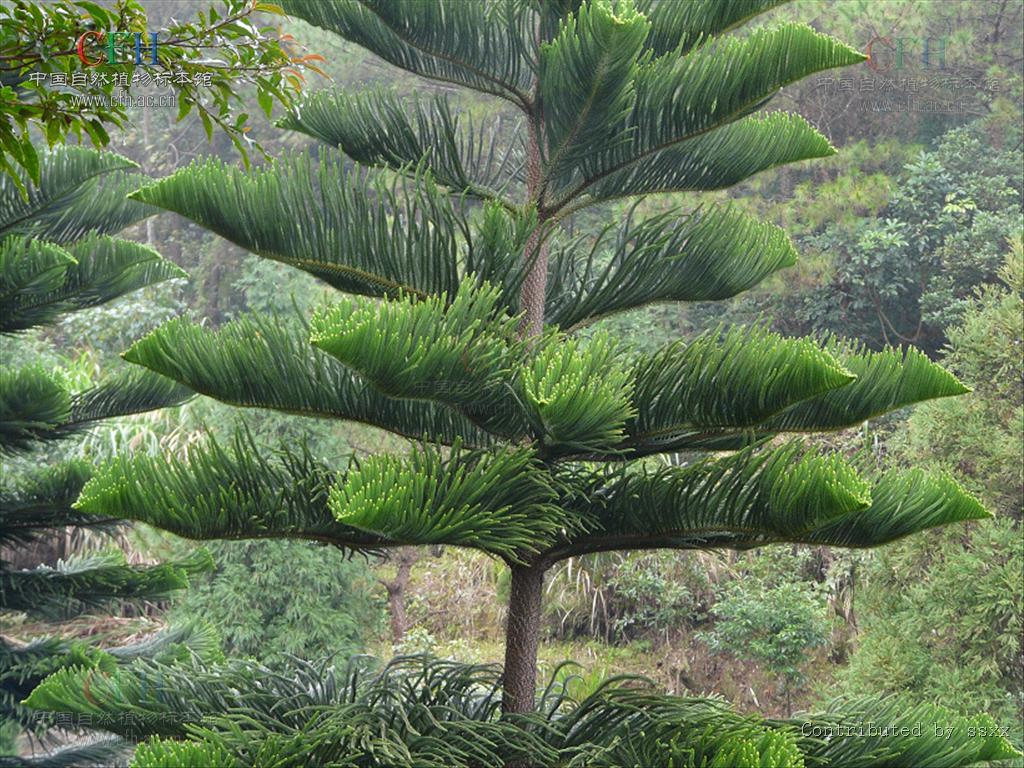 杉木种子园-亿55