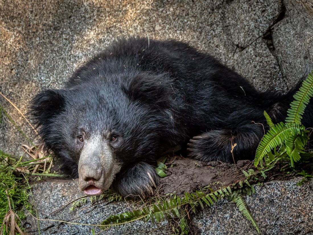 sloth bear