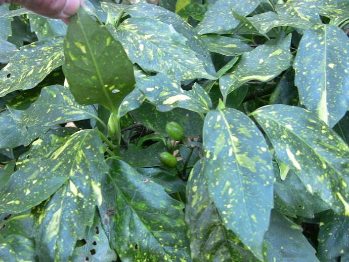  p>花叶青木(学名: i>aucuba japonica /i> thunb. var.