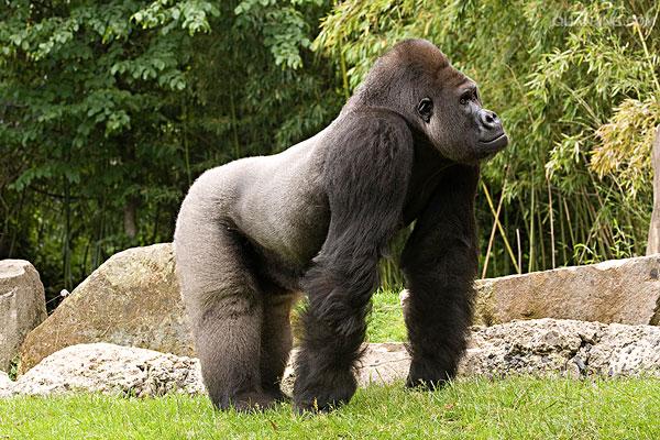 p>西部大猩猩(拼音:xī bù dà xīng xīng;英文名:western gorilla