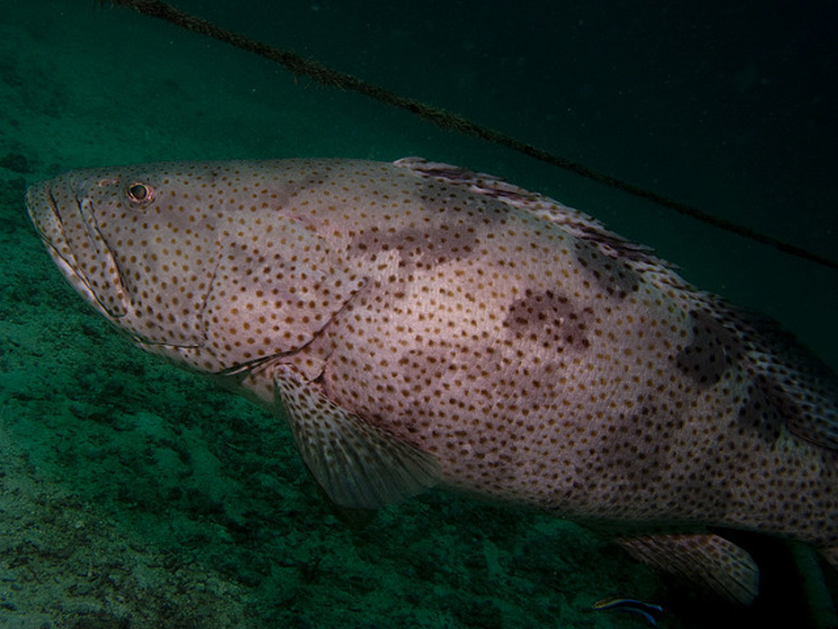  p>石斑鱼是石斑鱼亚科(epinephelinae)鱼类的总称,隶属于 a target="