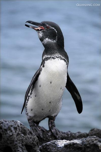 加拉帕戈斯企鹅