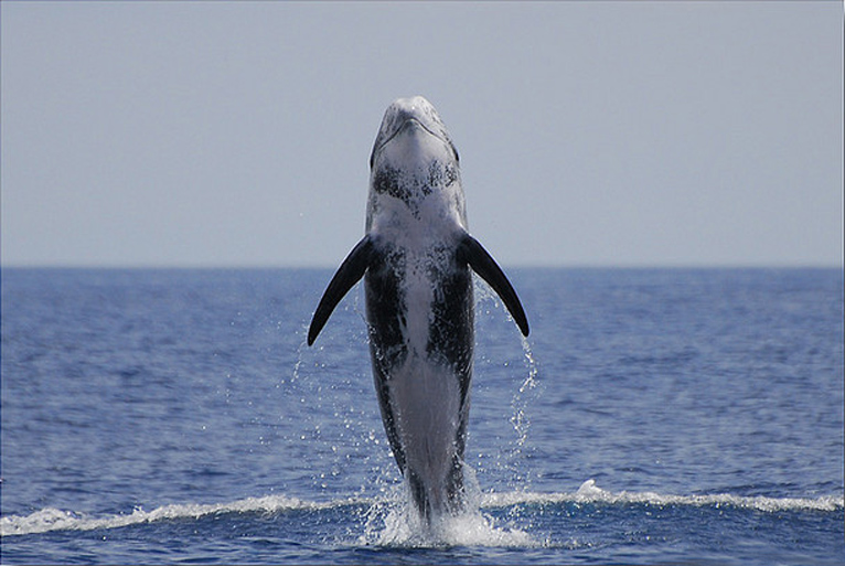  p>灰海豚(学名:grampus griseus).