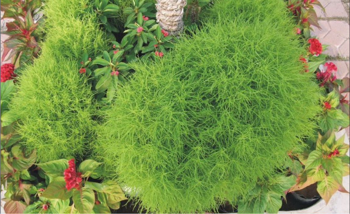  p>地肤( i>kochia scoparia /i> (l.) schrad.