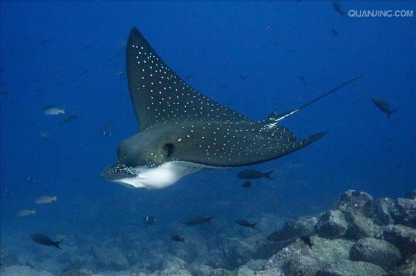  p>大燕魟成年 a href="#" data-lemmaid="4668806">雄性 /a>宽度155