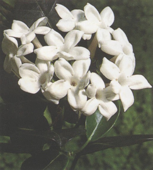  p>黑鳗藤(学名: i>stephanotis mucronata /i> (blanco) merr.