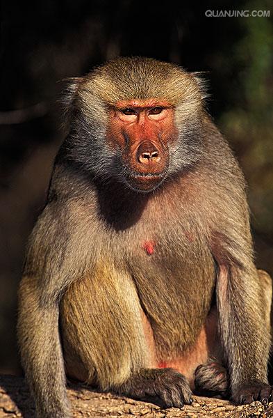  p>狒狒(学名: i>papio /i>):灵长目 a target="_blank" href="/item