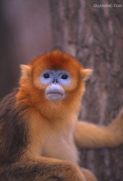  p>川金丝猴(学名: i>rhinopithecus roxellanae /i>,英文名:golden