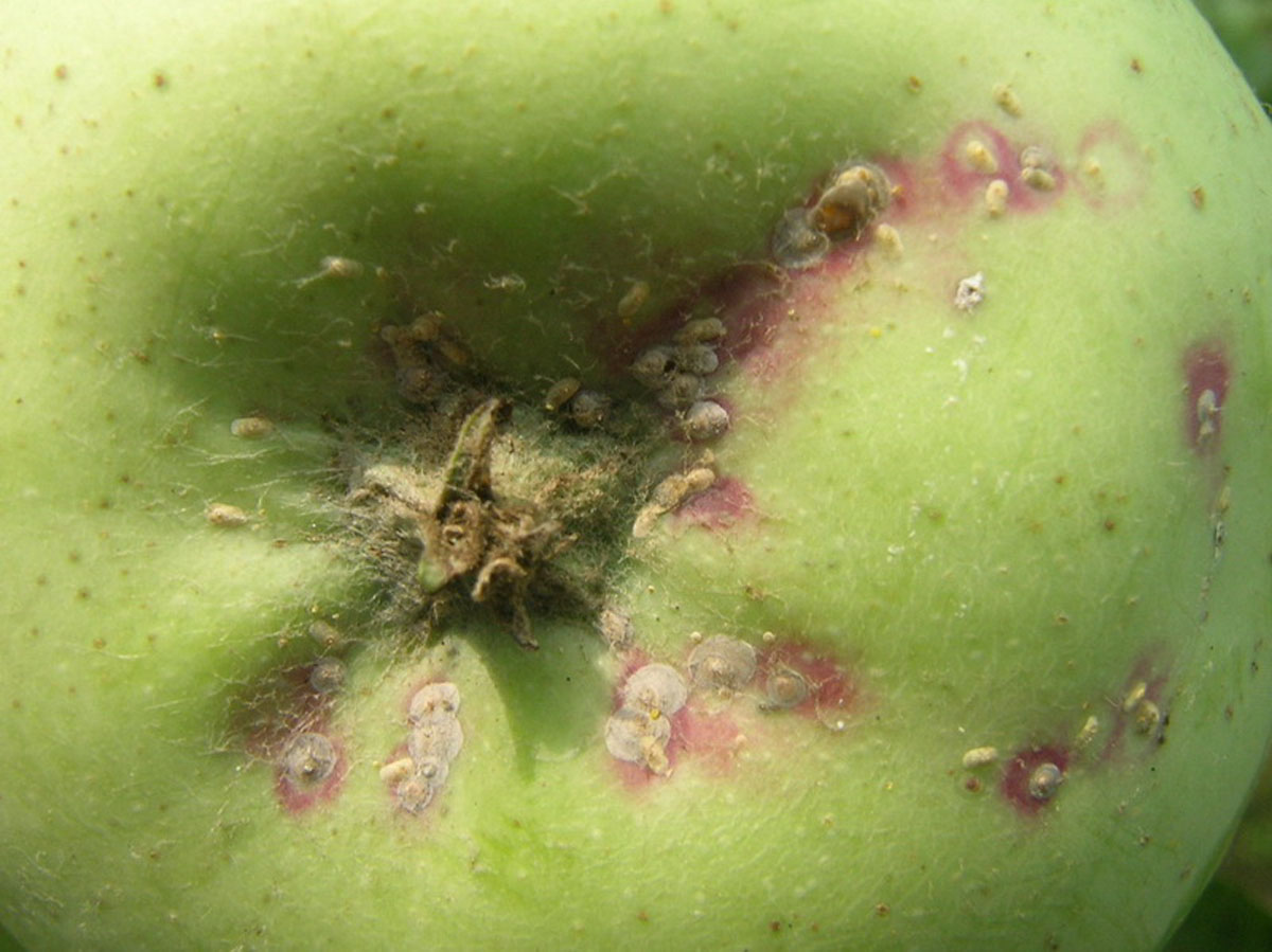 miciosus /i> (comstock), a href="#">盾蚧科 /a>笠盾蚧属的一种昆虫