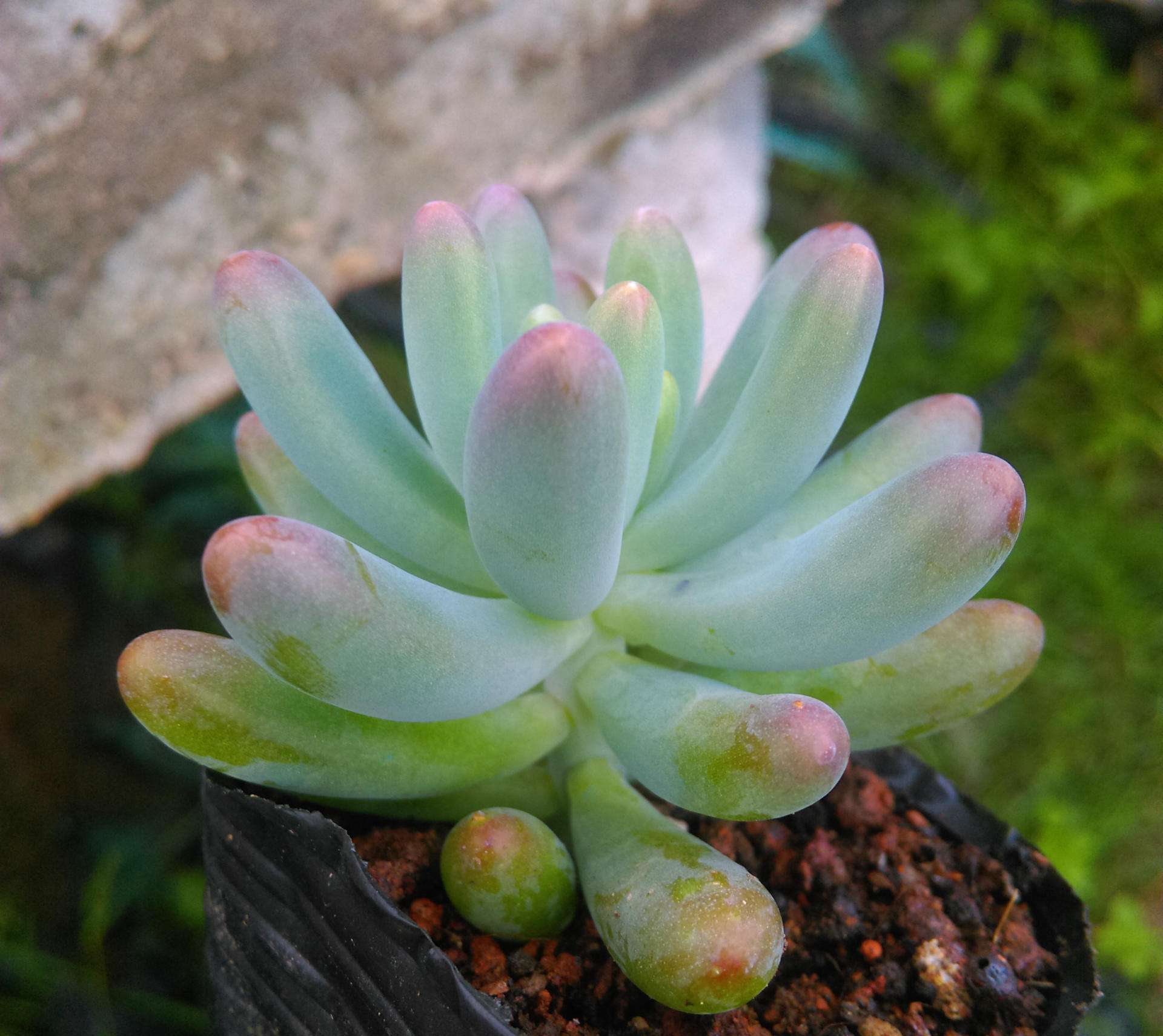 八千代