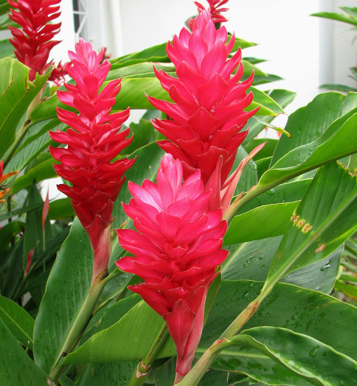 alpinia purpurata (vieill.) k.schum