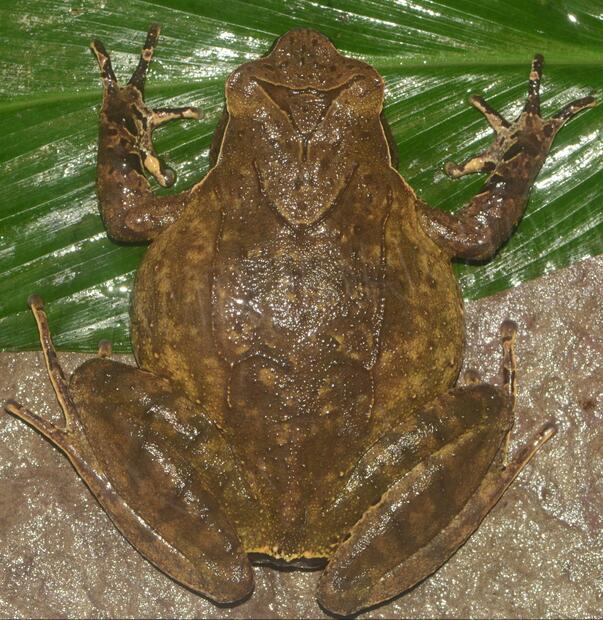  p>峨眉角蟾(学名: i>megophrys omeimontis /i>)是角蟾科,角蟾属两栖