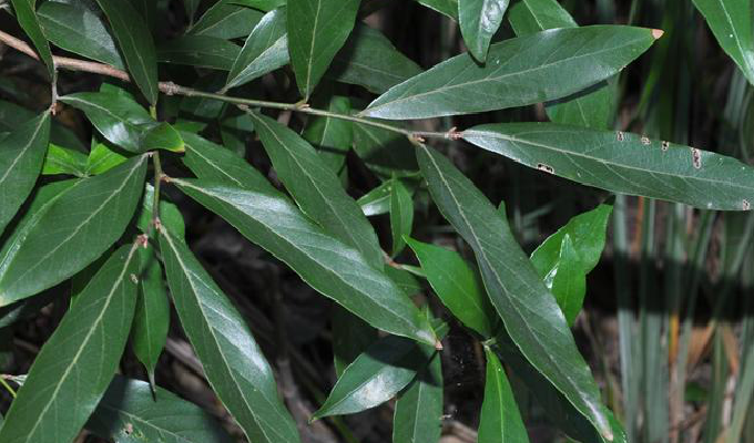 狭叶山胡椒