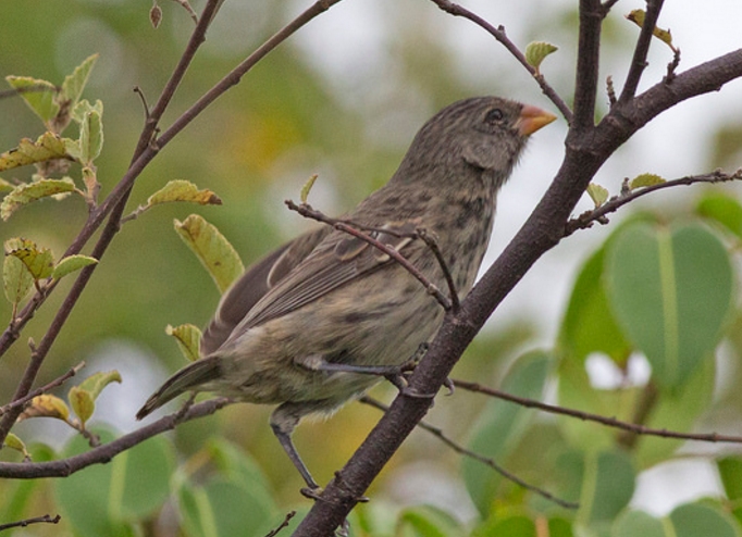  p>植食树雀属(学名: i>platyspiza /i>):仅有一种" a target="_blank