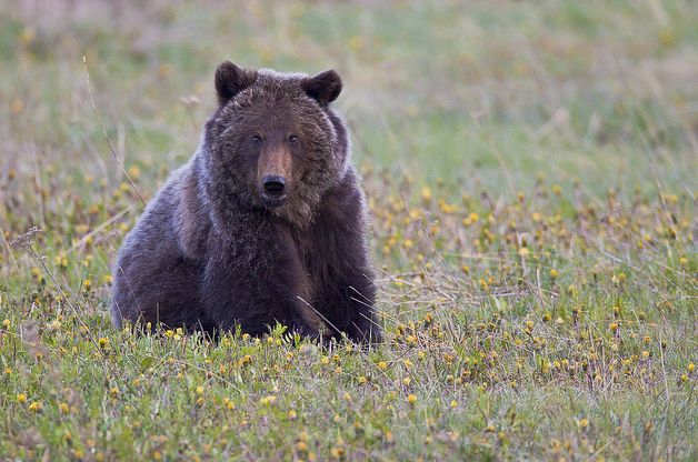  p>北美灰熊(学名: i>ursus arctos horribilis /i>):是哺乳纲,熊科的