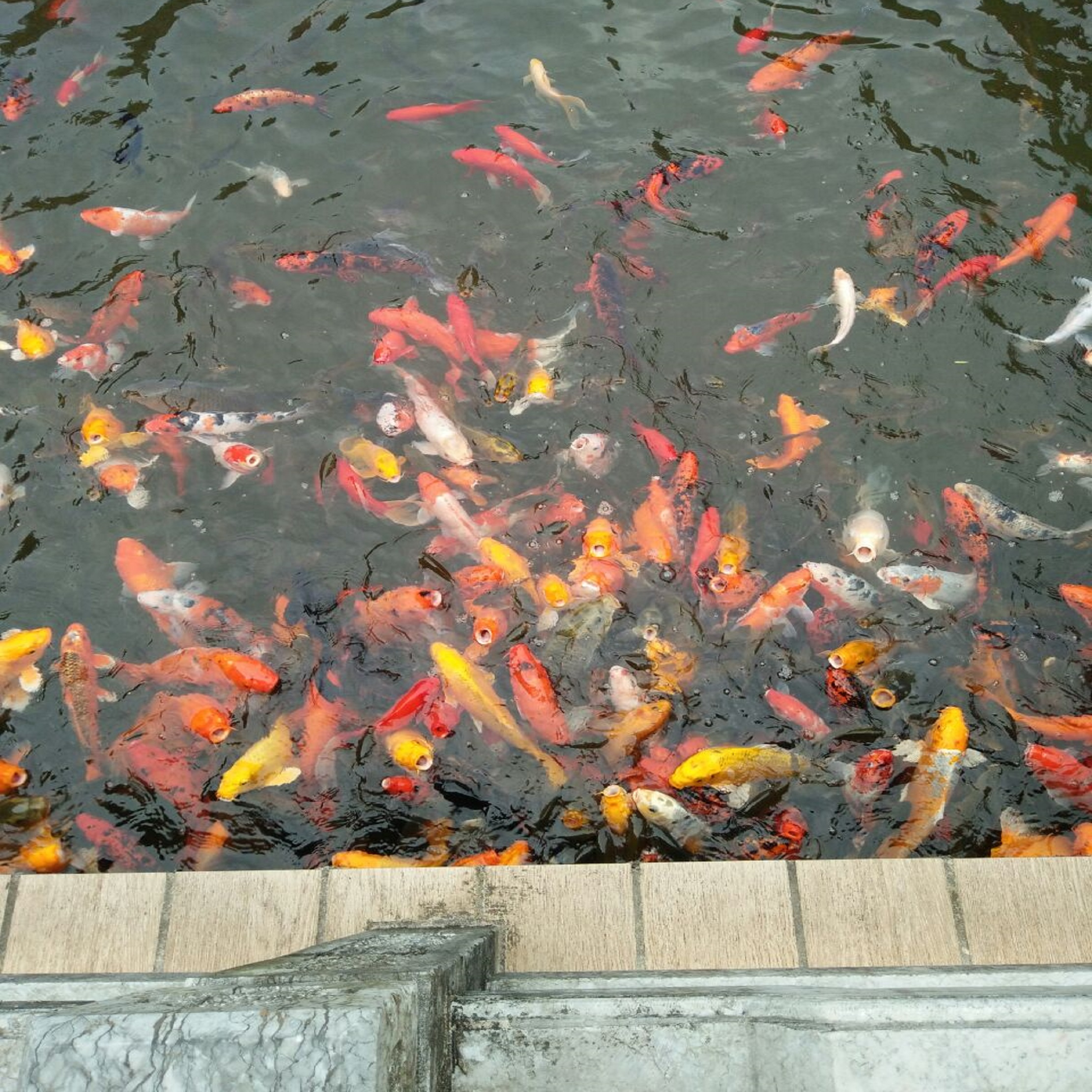 桂林市黑山植物园