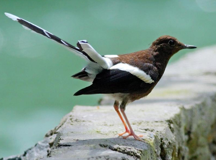  p>灰背燕尾(学名: i>enicurus schistaceus /i>)是一种黑白色 a href