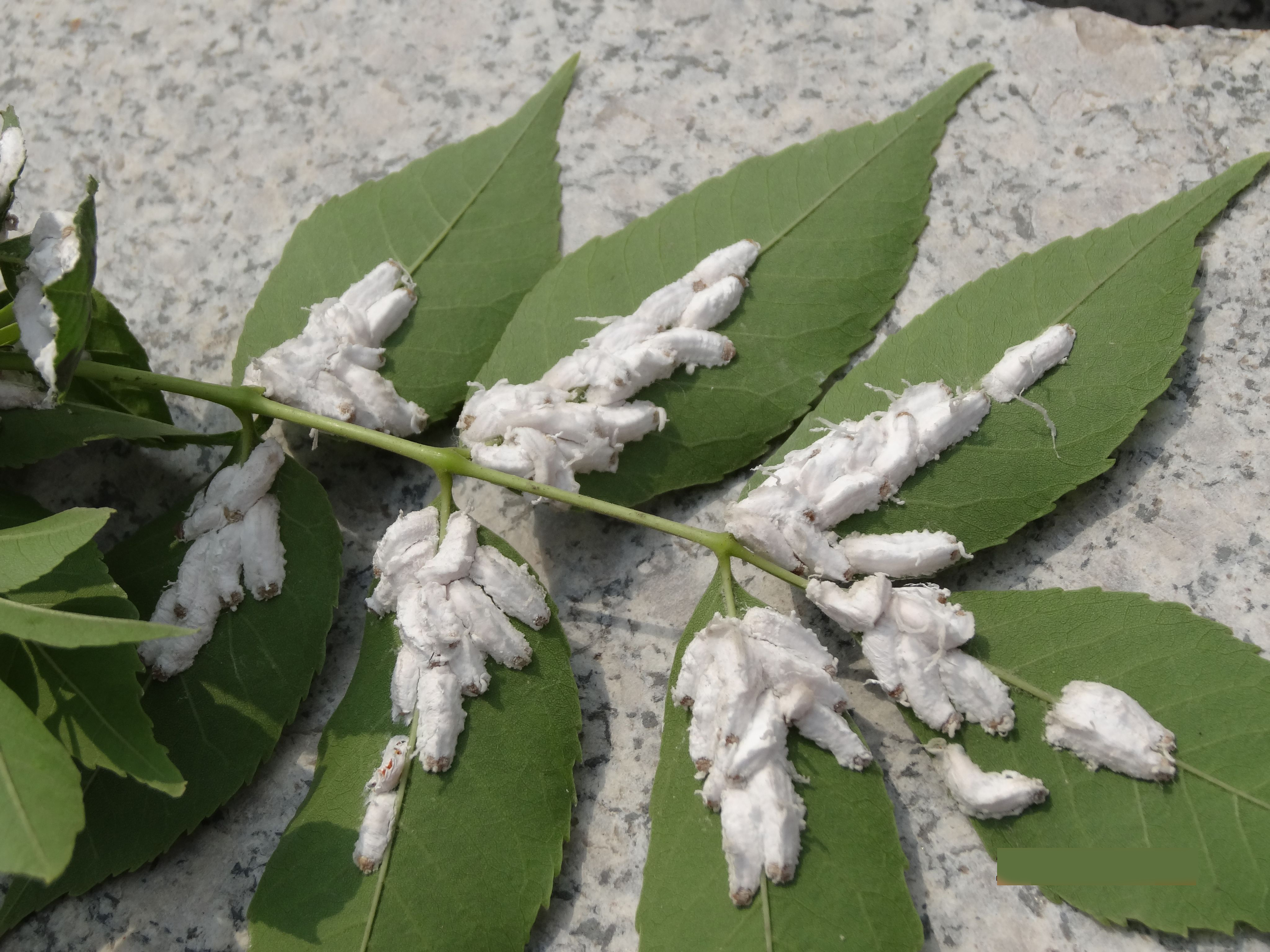  p data-id="gnwxybl2pg">蚧壳虫,又名" b> 