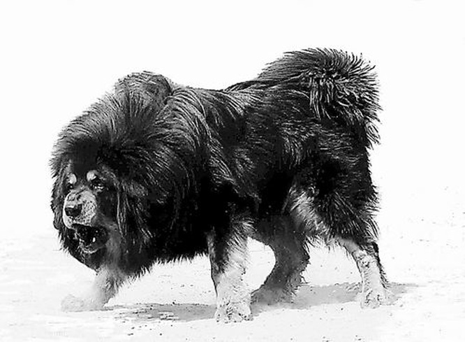 tibetan mastiff