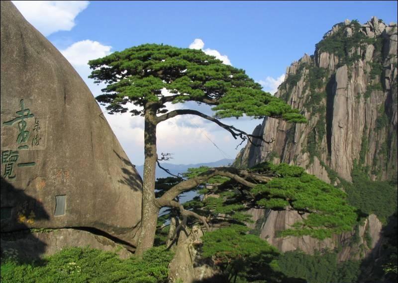 泰山迎客松