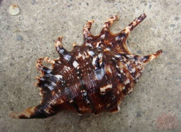  p>蜘蛛螺(学名: i>lambis lambis /i>) a href="#" data-lemmaid="