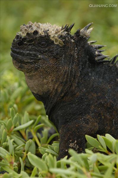  p>海鬣蜥(学名: i>amblyrhynchus cristatus /i>):是仅出没在 a href