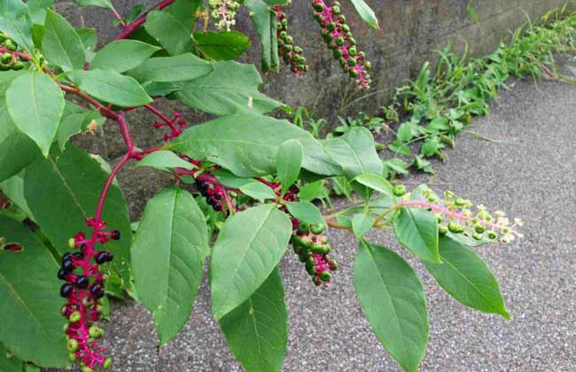  p>见肿消,别名狭叶山胡椒,为落叶小乔木,高60-120cm.