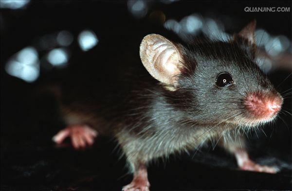  p>小家鼠(学名: i>mus musculus) /i>为 a href="#" data-lemmaid="