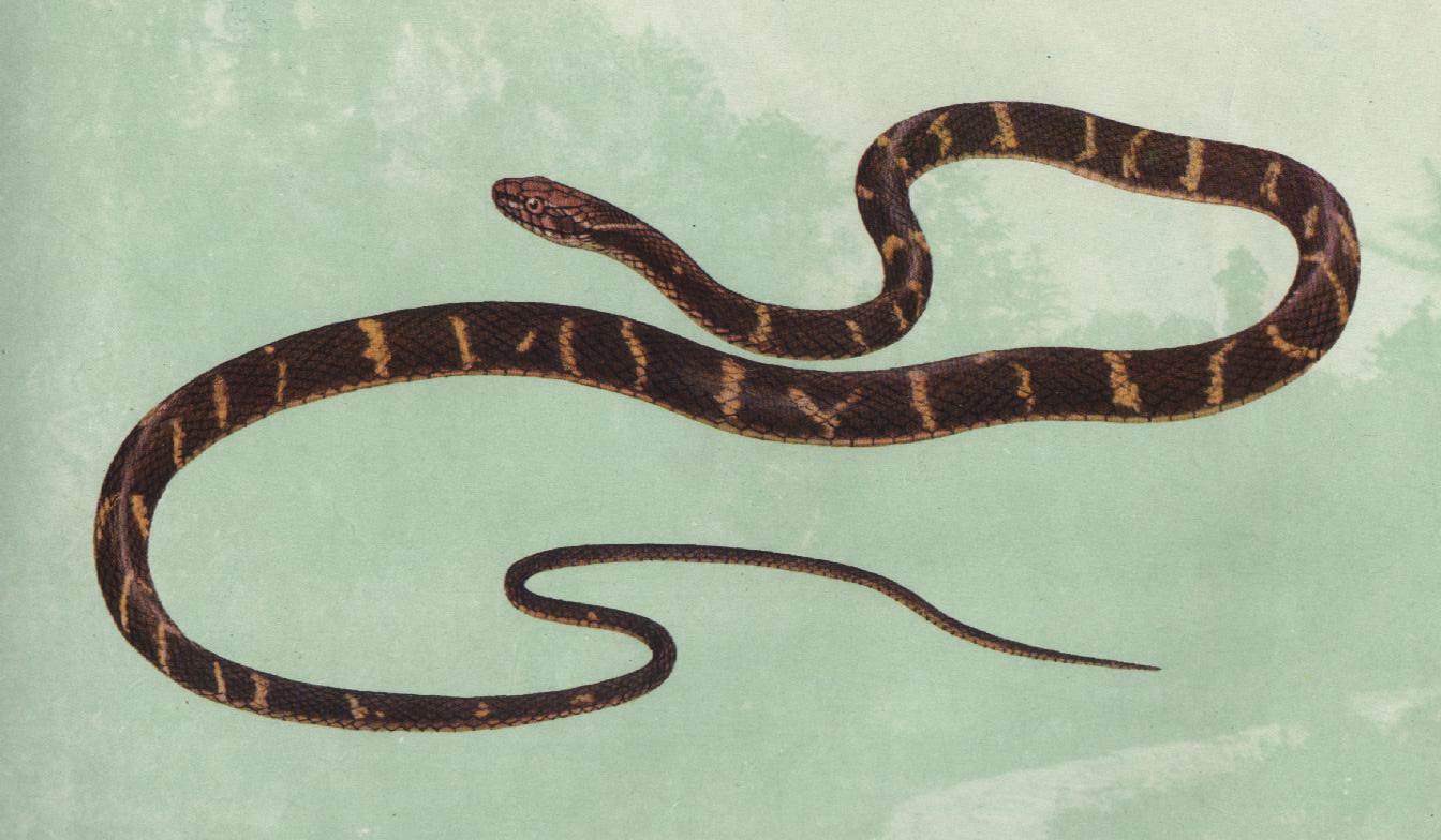  p>丽纹蛇(sinomicrurus)为眼镜蛇科丽纹蛇属的爬行动物,俗称为 a