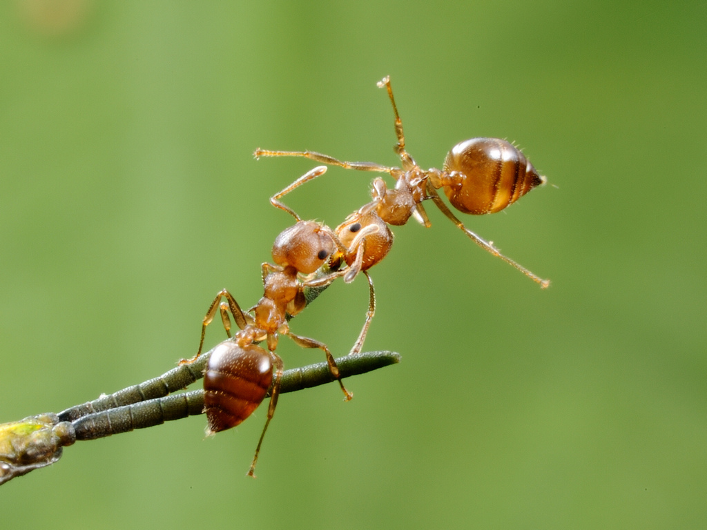  p>举腹蚁属(crematogaster) 指的是 a target="_blank" href="/item