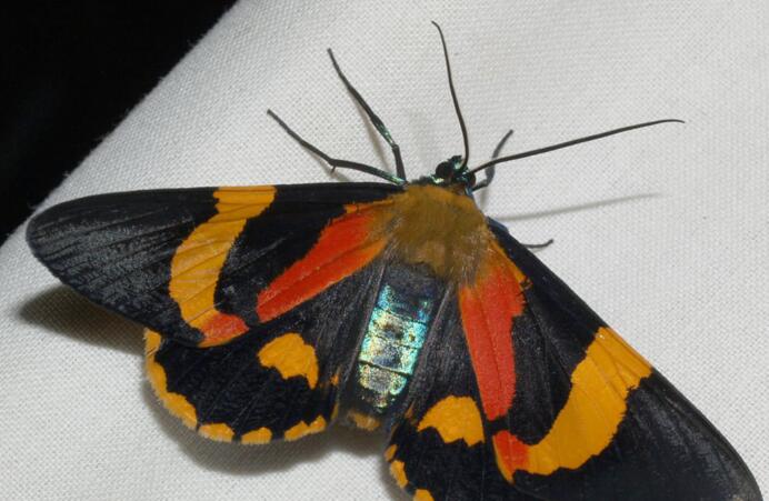  p>鳞翅目燕蛾科中的一种漂亮的 a target="_blank" href="/item/蛾