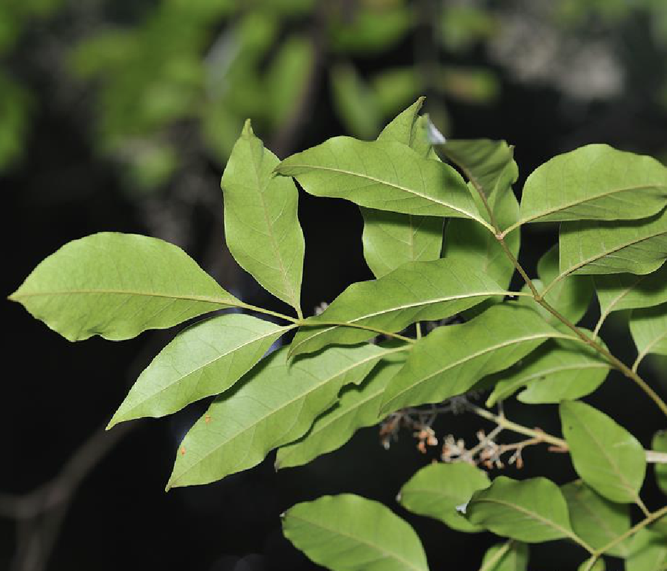  p>光蜡树(学名: i>fraxinus griffithii /i> c. b.